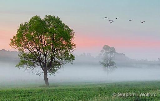 Misty Dawn_10579.jpg - Photographed near Rosedale, Ontario, Canada.
